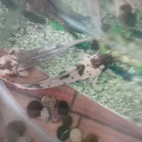 ماهی گوشتخوار ولجنخوار وتمام وسایل|ماهی|زنجان, |دیوار