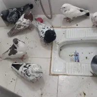 کبوتر|پرنده|ملکآباد, |دیوار