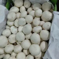 قارچ قله درجه یک