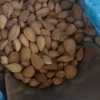 بادام،گردو،هسته شیرین وتلخ زردآلو،بنه،سنجد و|خوردنی و آشامیدنی|کرمان, |دیوار
