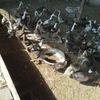 حمیدیه گبوعه