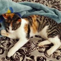 واگذاری رایگان ۲ عدد بچه گربه|گربه|ماسال, |دیوار