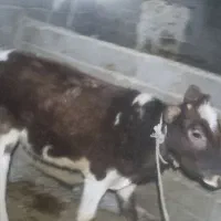 گوساله ماده