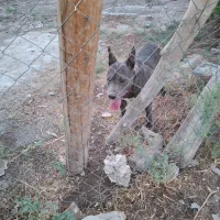 پیتبول نر۱ ساله ، خالص آمریکایی و یک پیتبول ماده|سگ|ورامین, قويينک زهری|دیوار