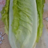 مغز کاهو شیرین