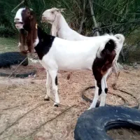 دوعددبزگلابی ابستن معاوضه بابزپاکستانی دورگ