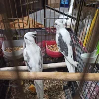 جفت عروس هلندی 2کت