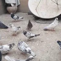 کبوترکفتر گمشده|حیوانات|تهران, نعمت‌آباد|دیوار