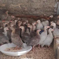 جوجه چینی