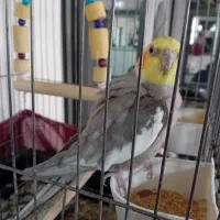 یک جفت عروس هلندی|پرنده|ری, ظهیرآباد|دیوار