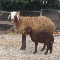 دوتا گوسفند بره دار،و هفت  گوسفند آبست|حیوانات مزرعه|گرگان, |دیوار