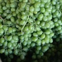 آبغوره بی نمک درجه یک امسال|خوردنی و آشامیدنی|هشتگرد, هشتگرد قدیم|دیوار