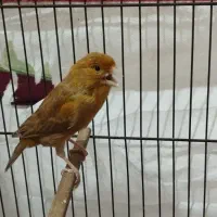 معاوضه قناری