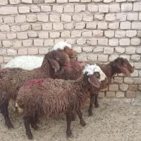گوسفند زنده|حیوانات مزرعه|مشهد, باغ فراگرد|دیوار