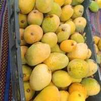 انبه تازه سر درختی