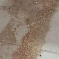 سبوس بره گوسفند|حیوانات مزرعه|تربت جام, معدآباد|دیوار