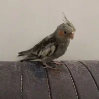 عروس هلندی دو ماهه