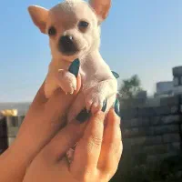 واگذاری شیواوا