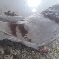 یک عدد سوسکی کفتر مشهد