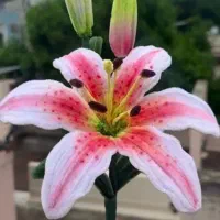 ۲۰۰|صنایع دستی و سایر لوازم تزئینی|ساری, |دیوار