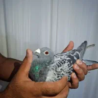 جفتپلاکیدلبر|پرنده|رونیز, |دیوار