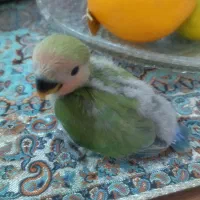 طوطی برزیلی سرلاکی