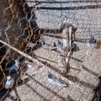 فروش فوری تعداد کفتر پرشی|پرنده|شمیل, |دیوار