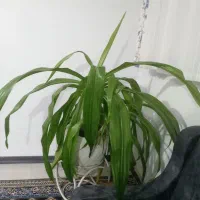 گل سوسن عنکبوتی شبیه گل ذرتی با چند تا پاجوش بزرگ|گل و گیاه طبیعی|صدرا-فارس, فاز ۱|دیوار