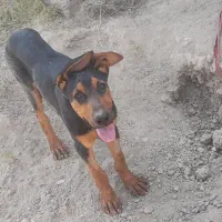 دو توله سگ دوبرمن اصل