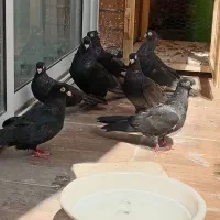 ۷ عددکفتر صربستانی زاغ|پرنده|خمینی‌شهر, |دیوار