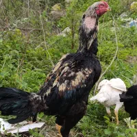 مرغ و خروس لاری