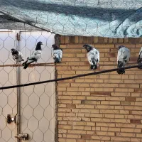 حراج شعبان|پرنده|میناب, |دیوار