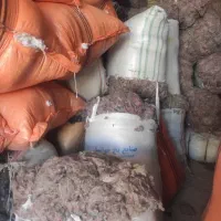 لایکو...وپرز