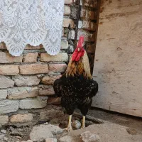 خروس