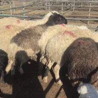 8راس میش زاییده