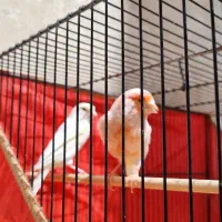 قناری موزاییکی