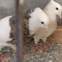 طوقی کاکلی