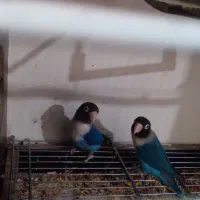 طوطی برزیلی مولد|پرنده|پلدختر, |دیوار