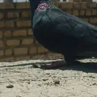 ۲ کفتر ماده|پرنده|شیراز, نصرآباد|دیوار