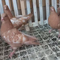 پنج تا جوجه بهبهونی و پلاکی
