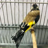 جوجه سهره رسمی گردن کلفت عطیقه|پرنده|پاکدشت, حصار امیر|دیوار