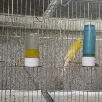 قناری رسمی بلند|پرنده|تهران, شهرک شریعتی|دیوار