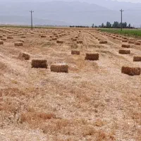 کاه گندم