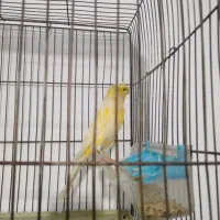 قناری ماده هیکلی تک رنگ|پرنده|شیراز, سهل‌آباد|دیوار