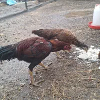 فروش مرغ و خروس لاری|حیوانات مزرعه|سراب, |دیوار