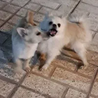 سگ پامر ماده