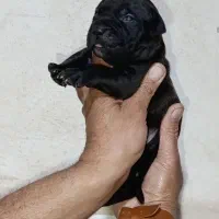 پیت بول|سگ|شیراز, سلطان آباد|دیوار