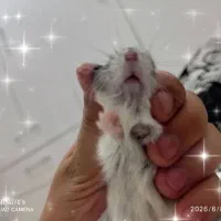 همست