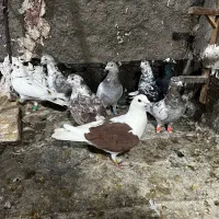 8تا حیون پرشی