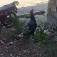 بوقلمون|حیوانات مزرعه|دوزین, |دیوار